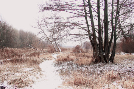 snowy white winter dirt road among treesの写真素材
