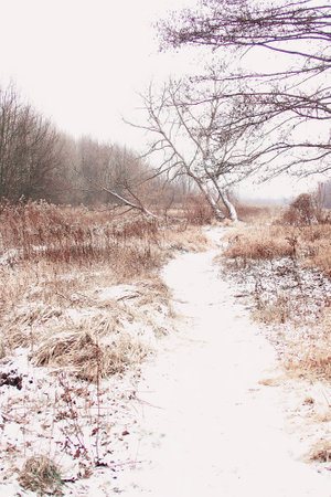 snowy white winter dirt road among treesの写真素材