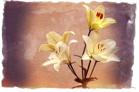 elegant beautiful flower blooming white lily on backgroundの写真素材