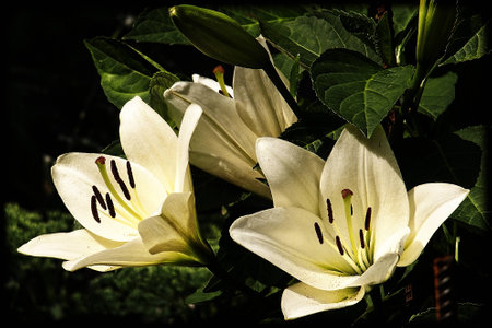 elegant beautiful flower blooming white lily on backgroundの写真素材