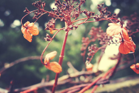 dried flowers in the garden after the winter rain Vintageの写真素材