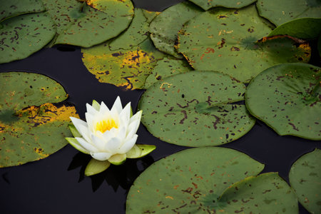 water lily among green leaves in the pondの写真素材