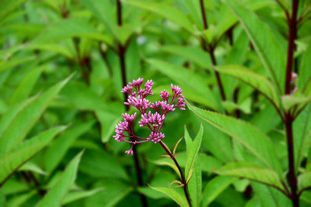 colorful summer flowers blooming on green meadow