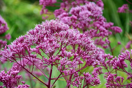 colorful summer flowers blooming on green meadowの写真素材