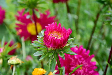 colorful summer flowers blooming on green meadowの写真素材