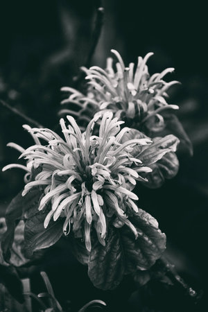 beautiful colorful flowers on a dark background in the summer gardenの写真素材