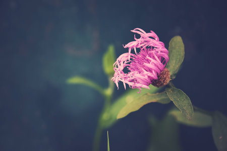 beautiful colorful flowers on a dark background in the summer gardenの写真素材