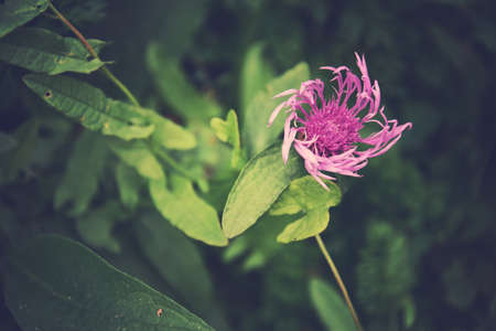 beautiful colorful flowers on a dark background in the summer gardenの写真素材