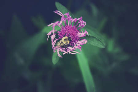 beautiful colorful flowers on a dark background in the summer gardenの写真素材