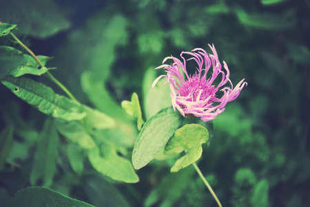 beautiful colorful flowers on a dark background in the summer gardenの写真素材