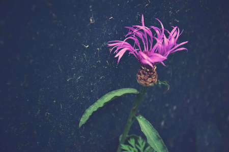 beautiful colorful flowers on a dark background in the summer gardenの写真素材