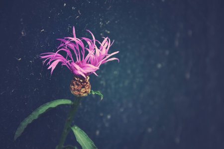 beautiful colorful flowers on a dark background in the summer gardenの写真素材