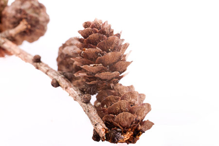 Decorative brown twig with cone isolated on a white backgroundの写真素材