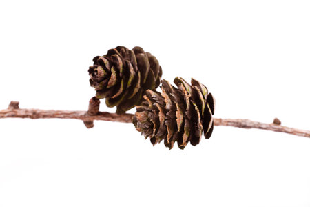 Decorative brown twig with cone isolated on a white backgroundの写真素材