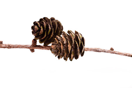 Decorative brown twig with cone isolated on a white backgroundの写真素材