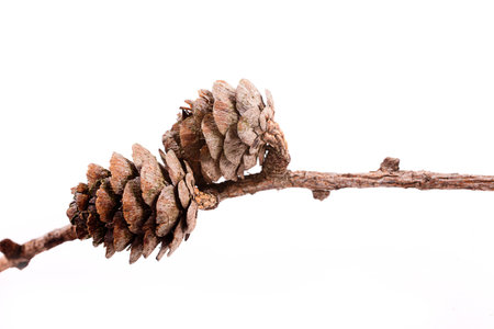 Decorative brown twig with cone isolated on a white backgroundの写真素材
