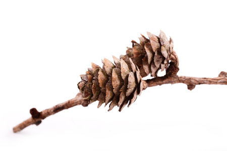 Decorative brown twig with cone isolated on a white backgroundの写真素材