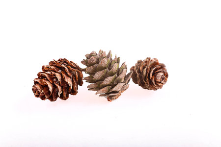 Decorative brown twig with cone isolated on a white backgroundの写真素材
