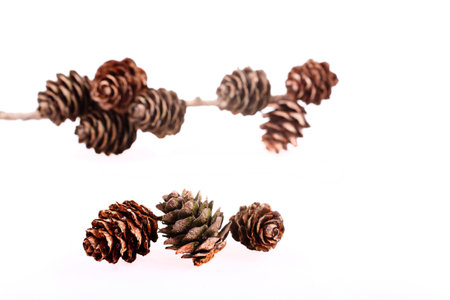 Decorative brown twig with cone isolated on a white backgroundの写真素材