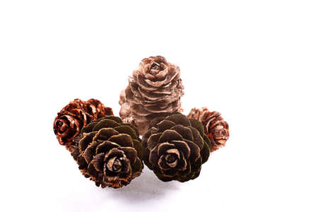 Decorative brown twig with cone isolated on a white backgroundの写真素材