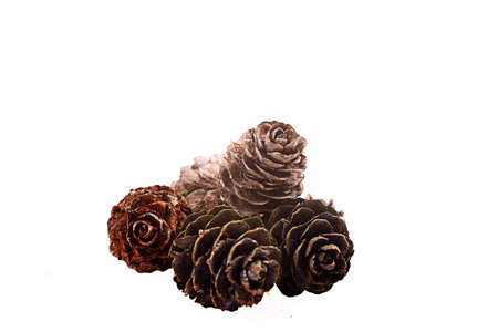 Decorative brown twig with cone isolated on a white backgroundの写真素材