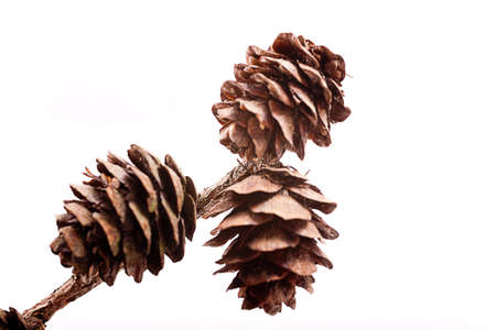 Decorative brown twig with cone isolated on a white backgroundの写真素材