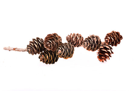 Decorative brown twig with cone isolated on a white backgroundの写真素材