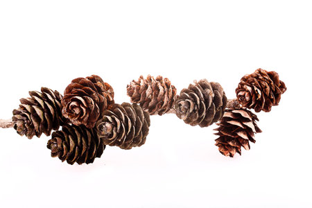 Decorative brown twig with cone isolated on a white backgroundの写真素材
