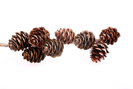 Decorative brown twig with cone isolated on a white backgroundの写真素材