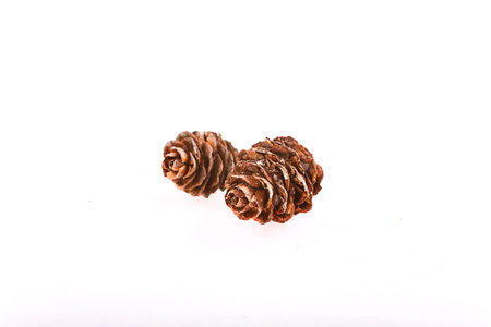 Decorative brown twig with cone isolated on a white backgroundの写真素材