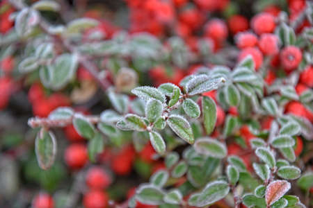 frosted green small leaves of a bush with red berriesの写真素材