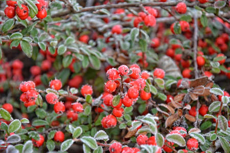 frosted green small leaves of a bush with red berriesの写真素材