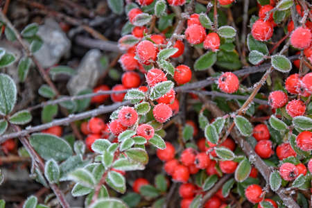 frosted green small leaves of a bush with red berriesの写真素材