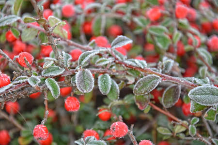 frosted green small leaves of a bush with red berriesの写真素材