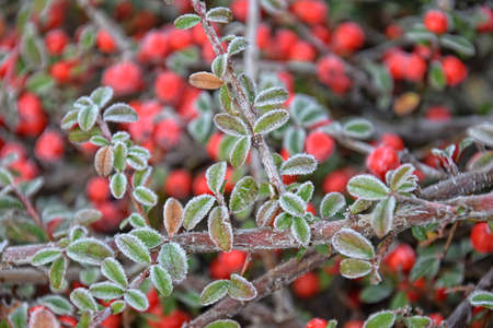 frosted green small leaves of a bush with red berriesの写真素材