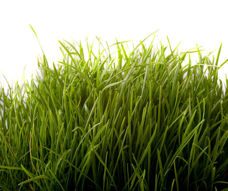 Easter green young wheat on a white background green young wheat on a white backgroundの写真素材