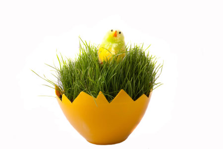 Easter green young wheat on a white background green young wheat on a white backgroundの写真素材