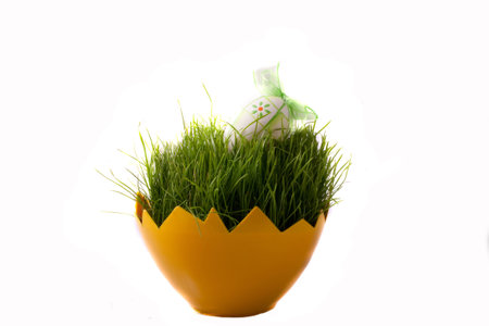 Easter green young wheat on a white background green young wheat on a white background