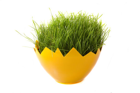 Easter green young wheat on a white background green young wheat on a white backgroundの写真素材