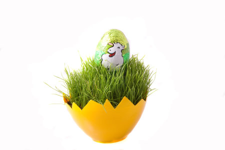 Easter green young wheat on a white background green young wheat on a white backgroundの写真素材