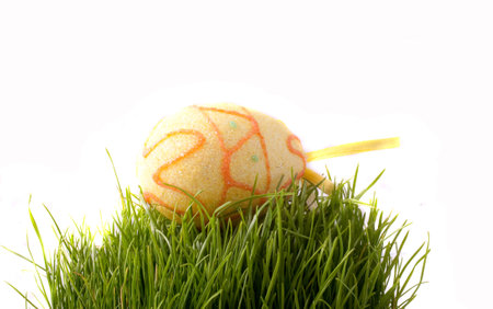 Easter green young wheat on a white background green young wheat on a white backgroundの写真素材