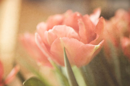 Spring colorful tulips vase warm colors,の写真素材