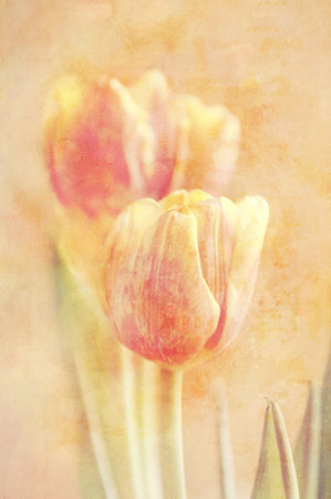Spring colorful tulips vase warm colors,の写真素材