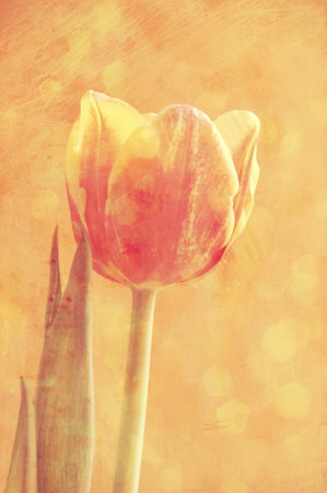 Spring colorful tulips vase warm colors,の写真素材