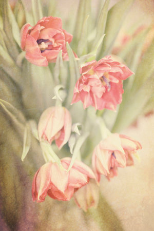Spring colorful tulips vase warm colors,の写真素材
