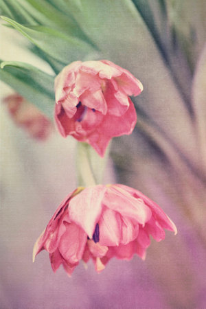 Spring colorful tulips vase warm colors,の写真素材