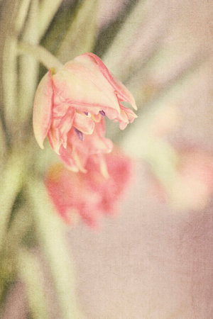 Spring colorful tulips vase warm colors,の写真素材