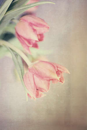 Spring colorful tulips vase warm colors,の写真素材