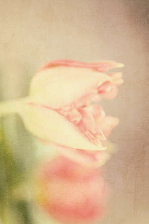 Spring colorful tulips vase warm colors,の写真素材