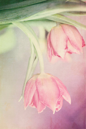 Spring colorful tulips vase warm colors,の写真素材